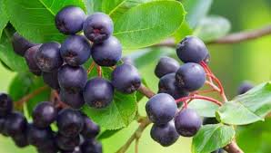 Acai Berry image
