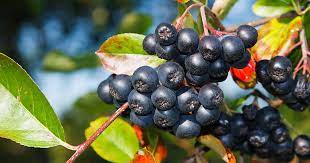 Aronia Berry
                        image