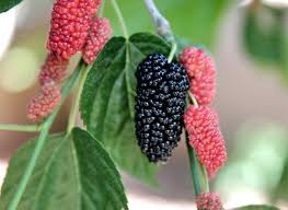 Mulberry image